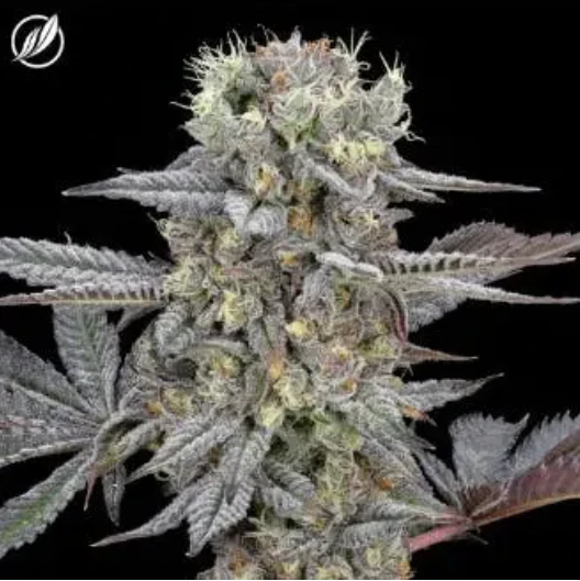 CT Pharma - GMO Purps - CTP Flower I 25418 Main Image
