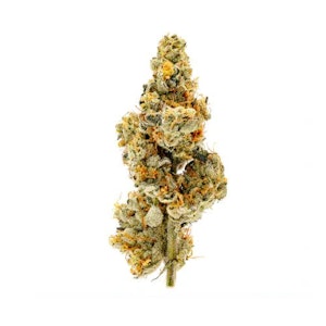 UMAMII - GMO | Flower | 14g | Umamii