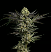 Gas Face - 3.5g