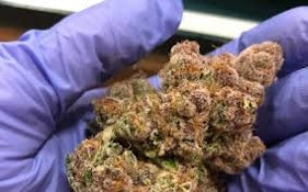 Ice Dawg | Freedom Green Farms | Bulk Flower