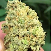 Glue Cheese | Common Citizen | Bulk Flower