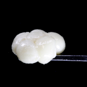 Shasta Flower & Hash - Live Rosin - Grape Gas - Concentrates - 1.0g