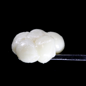 HASH & FLOWERS - Shasta Flower & Hash - Live Rosin - Grape Gas Tapioca - Concentrates - 1.0g