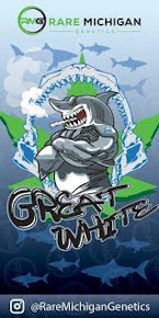 Rare Michigan - Great White 1G PR