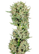 Mischief | Pre-Packaged 3.5g Flower | Gummibears