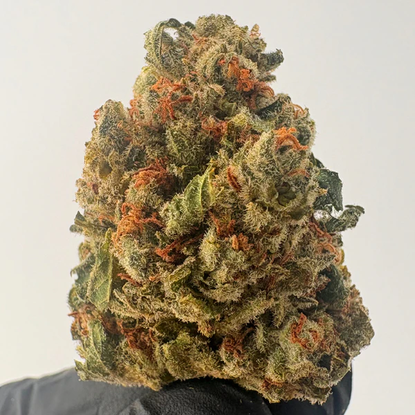 Mischief - Gus Scout Cookies 3.5g Main Image
