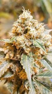 LOCAL LEAF - LOCAL LEAF - HAND GRENADE 7 GRAMS POPCORN