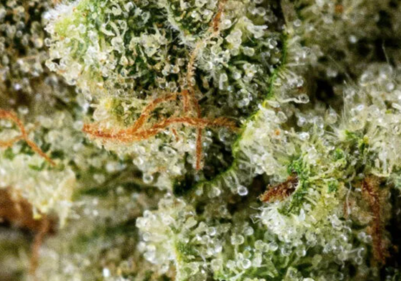 3.5g - Hashburger - Indica