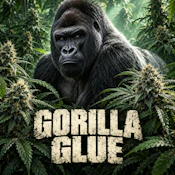 HDH - Gorilla Glue - 1G - Preroll