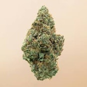 Society C | Headband | Bulk flower