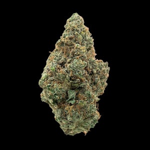 SOCIETY C - Headband (Pre-Packed 1G)