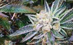 High Five - Marshmallow Pop 5g