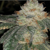 Ice Cream Cake | Flower | 28g