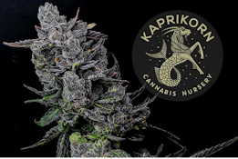 Kaprikorn | Jack Herer