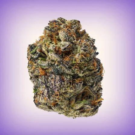 Dank By Definition - X| Dank | Gary Payton | Flower | 28g Main Image