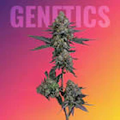 Seed Junky - 7g Bigs - Pineapple Bang - (S)