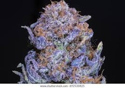 Flawless Flowers; Gyatt Damn