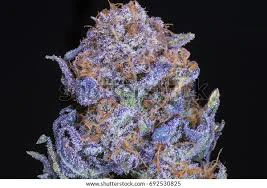 Flawless - Flawless Flowers; Gyatt Damn Main Image