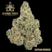 Captain Krunch | Giving Tree Gardens | Bulk Flower