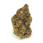 Baked in Paris | BAMN | Bulk Flower