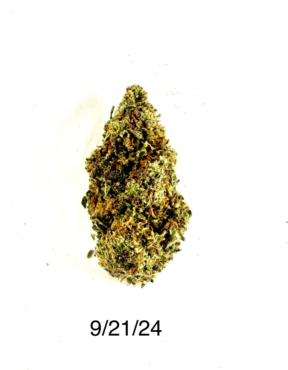 Jack Herer