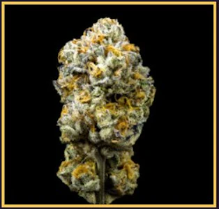 Kusala - Kusala | Flower | Gary Payton | 3.5g