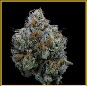 Kusala | Flower | Straw-picanna | 3.5g