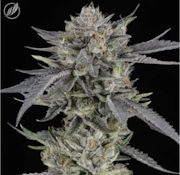 Kush Scout Flower S 25300