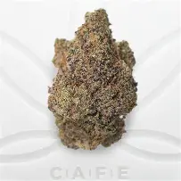 Lemon Cherry Gelato