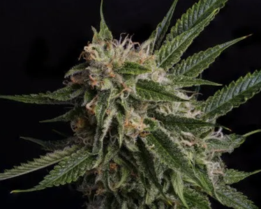 SAVVY - Savvy Smalls 7g Lemon Skunk S 25378