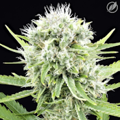 Lemon Skunk Flower S 25255