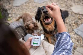 ZILLAS - Zilla's - Duck CBD Dog Treats - Big Bottle 1000 Main Image