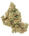 Pruf Cultivar Jack Herer