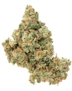 Pruf Cultivar Jack Herer