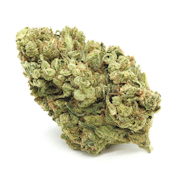 Madrone | Street Guru | 14g