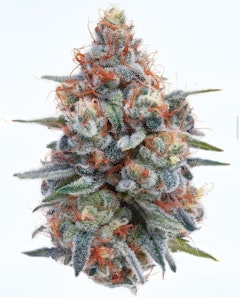 Wellman Farm - Grapple - 3.5g - Wellman Farm