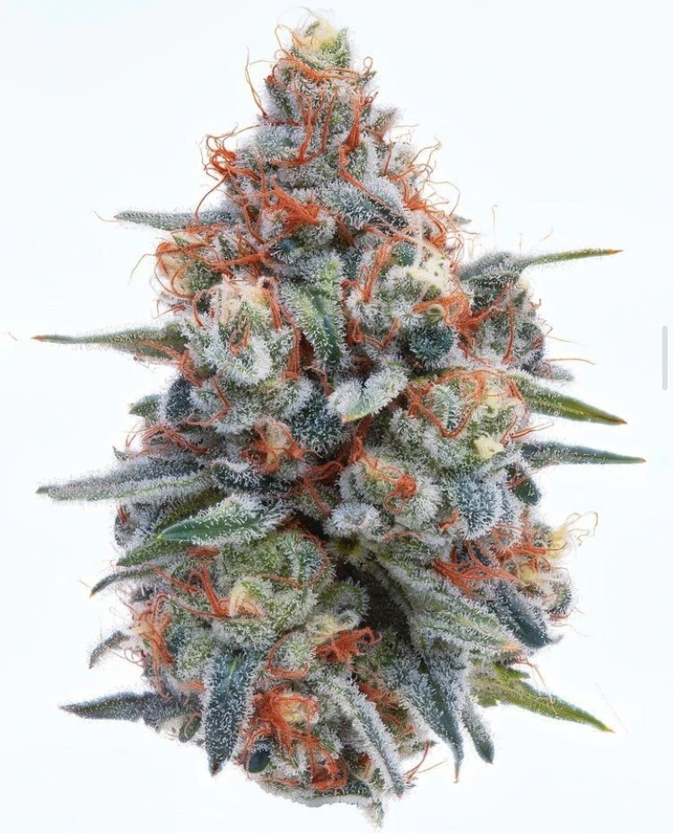 Wellman Farm - Grapple - 3.5g - Wellman Farm Main Image