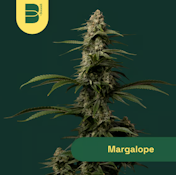 Margalope Flower - 3.5g
