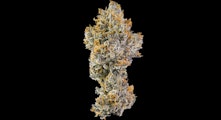 Maven Genetics - 3.5g - Orange Bellini