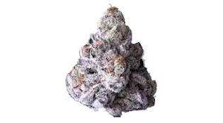 Maven Genetics | 98 Reserve | Smalls | 14g