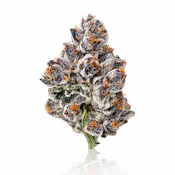 Maven Genetics | Chrome Dome | 1g