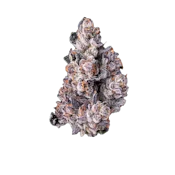 Maven Genetics | Dirty Laundry | 3.5g