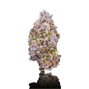 MAVEN GENETICS - Maven Genetics | Lipsmackerz x Prizm #13 | Flower | 1g