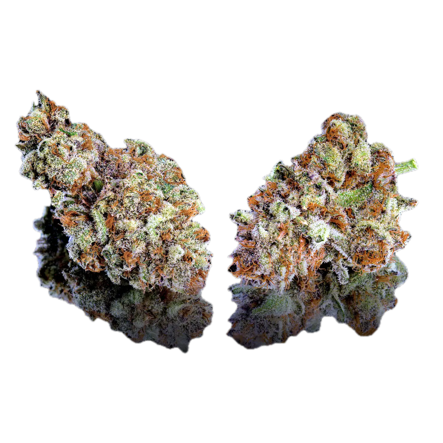 Maven Genetics | Zuzu Berry | Smalls | 14g