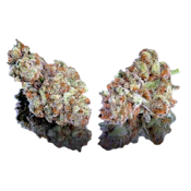 Maven Genetics | Zuzu Berry | Smalls | 14g
