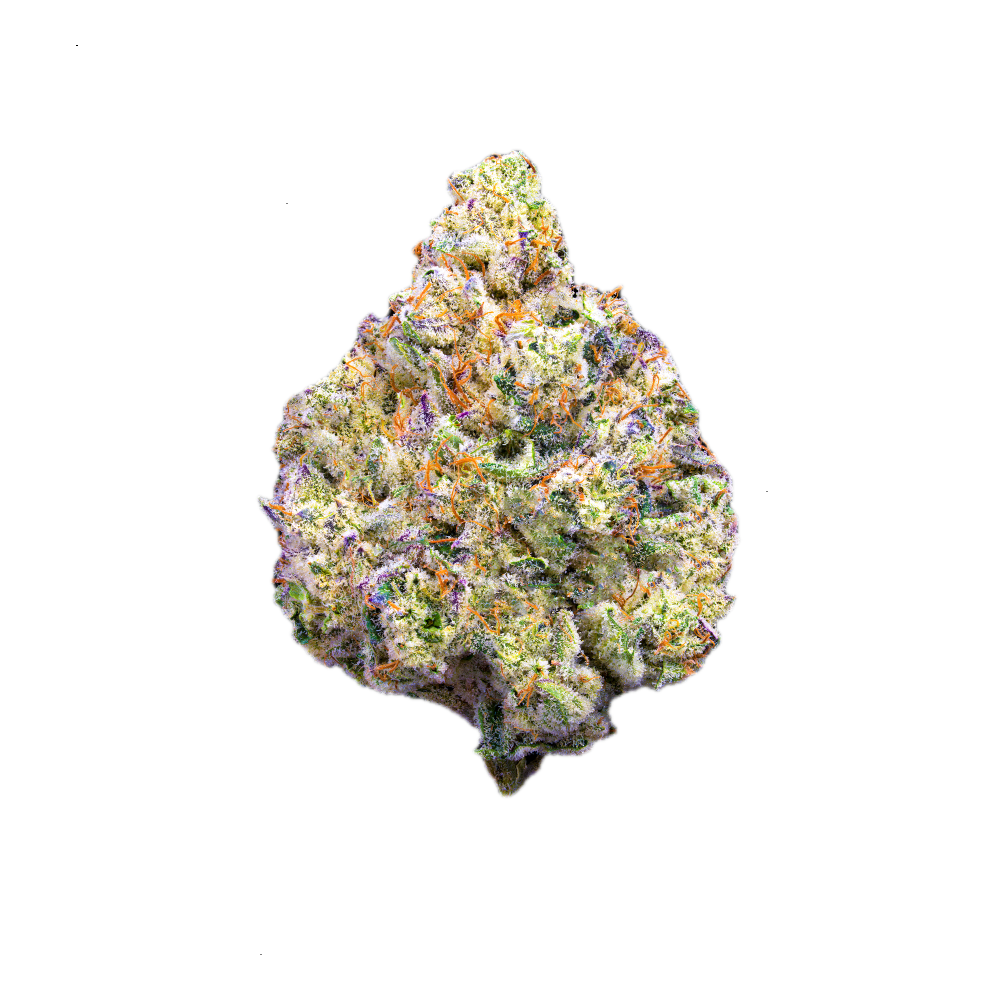 Maven Genetics | Pineapple Biscotti | Smalls | 14g