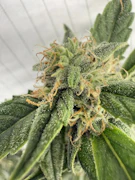 Dizgo | Pre-packed 3.5g | Medusa 