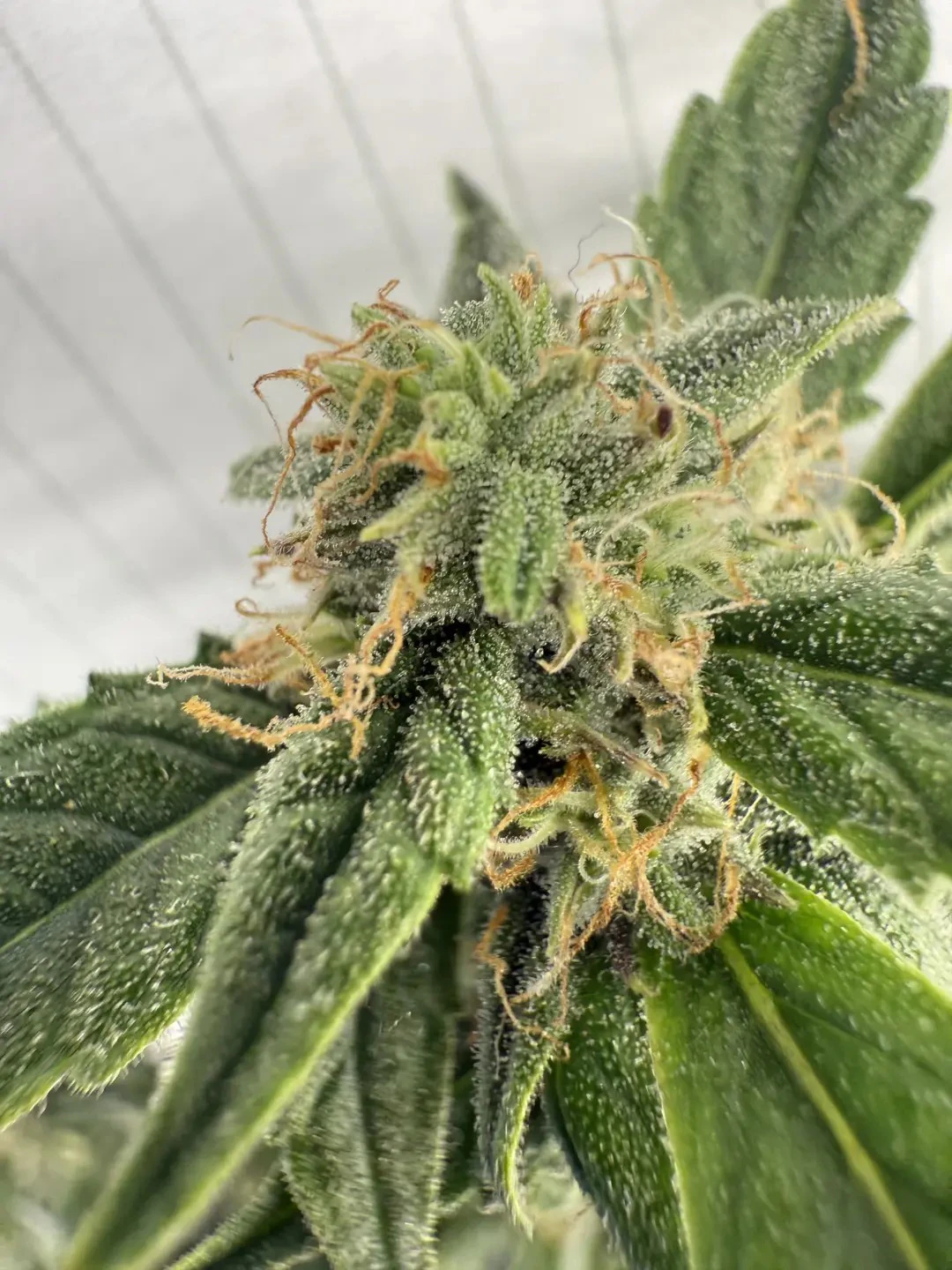Dizgo - Dizgo | Pre-packed 3.5g | Medusa  Main Image