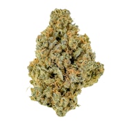 Pruf Cultivar Prodigy #10