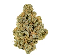 Pruf Cultivar Prodigy